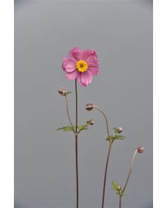 Anemone hup. 'Prinz Heinrich' C2