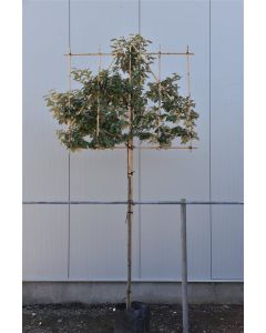Elaeagnus ebb.'Compacta' 8/10 C35 leischerm 180 cm stam
