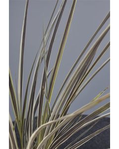 Cordyline bank.'Electric Flash' 120-140 cm C30 2 stammen