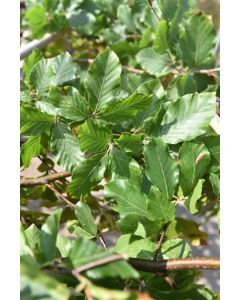 Fagus sylvatica kluit b100 cm x h200 cm haagelement
