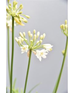 Agapanthus afr. 'Albus' P9 / 24 per kist