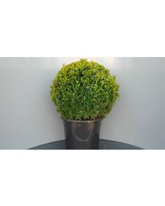 Buxus sempervirens C20 Ø 50 cm bolvorm