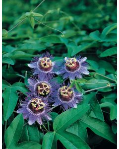 Passiflora 'Purple Haze' 75 cm C2