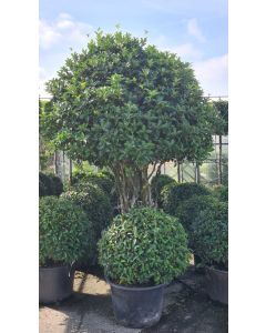 Osmanthus aquifolium 225-250 cm C290 Paddenstoel