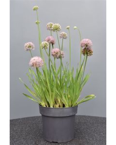 Allium 'Millenium' C2