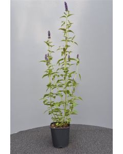 Agastache 'Black Adder' C2