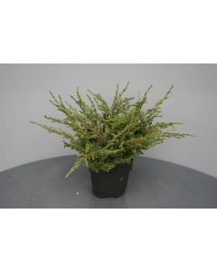 Juniperus comm. 'Repanda' C2