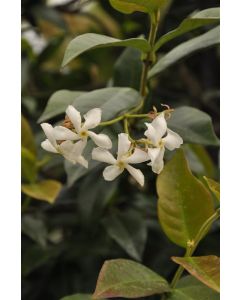 Trachelospermum jasminoides 160 cm C100 Haagelement