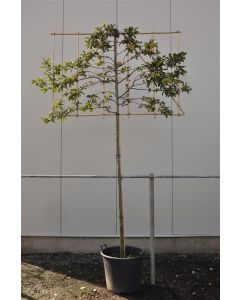 Malus 'Red Sentinel' 12/14 C45 leischerm 200 cm stam