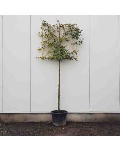 Fagus sylvatica 10/12 C35 leischerm 180 cm stam