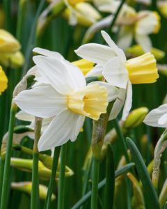 Narcissus Sailboat 12/14 per 100