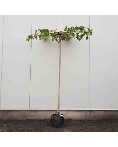Morus plat.'Fruitless' 12/14 C50 dakvorm kruis 240 cm stam