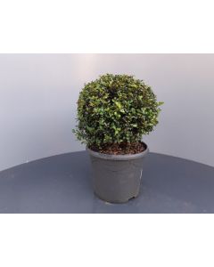 Ilex cren. 'Convexa' C5 Ø 25 cm bolvorm