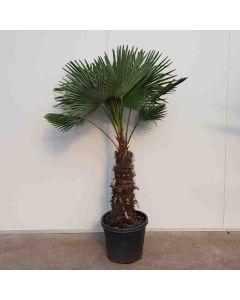 Chamaerops Excelsa C50 70 cm stam