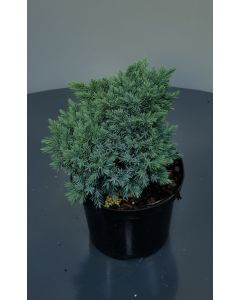 Juniperus squamata 'Blue Star' 25-30 cm C2