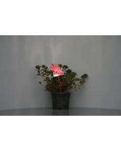 Rhododendron (AJ) 'Moederkensdag' 25-30 cm C2