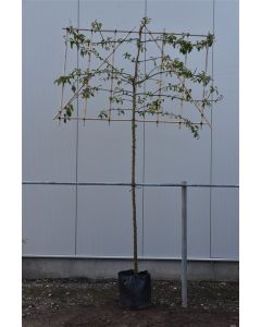 Malus 'Red Sentinel' 10/12 C40 leischerm 200 cm stam