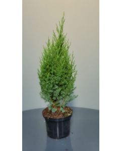 Juniperus chin. 'Stricta' C2