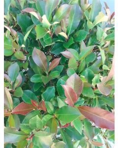 Photinia fras. 'Carré Rouge' C15 60 cm stam