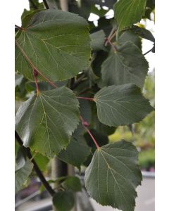 Tilia europaea 'Pallida' 30/35 C290 leischerm