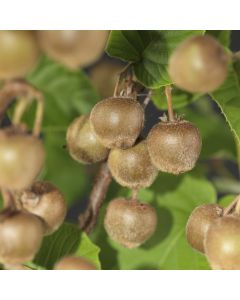 Actinidia deliciosa 'Hayward' 75 cm C2