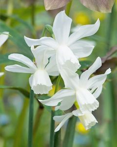 Narcissus triandrus Thalia 12/14 per 250