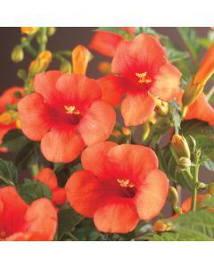 Campsis radicans Madam Galen 75 cm C2