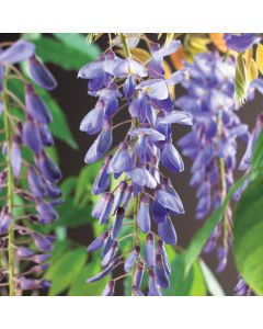 Wisteria sinensis C100x45 leischerm
