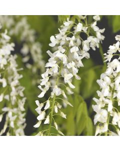 Wisteria flor. 'Alba' 100-120 cm C4