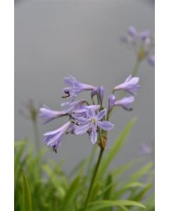 Agapanthus africanus C3