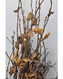 Carpinus betulus 16/18 C110 blokvorm 200 cm stam