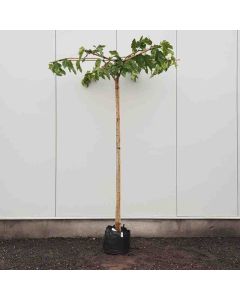 Morus plat.'Fruitless' 10/12 C35 dakvorm kruis 220 cm stam