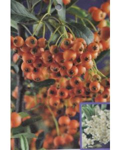 Pyracantha 'Orange Charmer' 150-175 cm C7.5