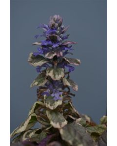 Ajuga reptans 'Burgundy Glow' P11