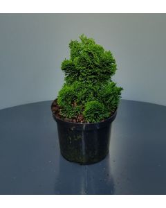 Chamaecyparis o. 'Nana Gracilis' C2