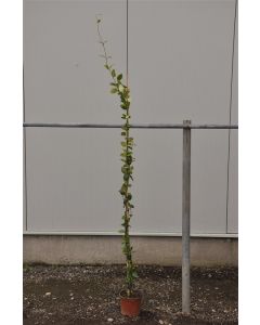 Trachelospermum jasminoides 150-175cm C3