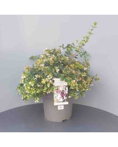 Abelia grandiflora 40-50 cm C10
