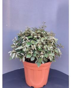 Elaeagnus ebb.'Compacta' C30 Ø  55 cm bolvorm