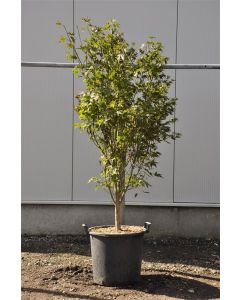 Acer pal. 'Fireglow' 150-175cm C30