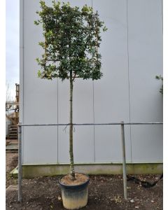 Quercus ilex 16/18 C110 leischerm 200 cm stam 2-jarig voorgeleid