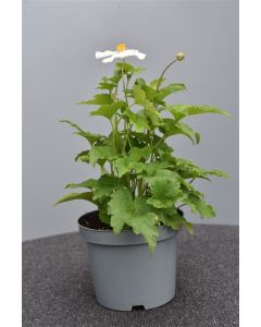 Anemone hyb. 'Honor. Jobert' C2
