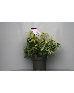 Rhododendron 'Catawb. Grandiflorum' 50-60 cm C10