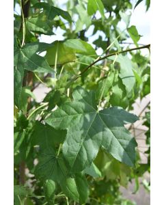 Liquidambar styraciflua 10/12 C40 leischerm 150 cm stam