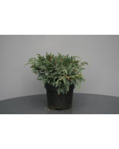 Juniperus squamata 'Blue Carpet' C2