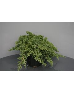 Juniperus procumbens 'Nana' 20-30 cm C2