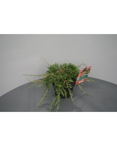 Juniperus hor. 'Wiltonii' C2