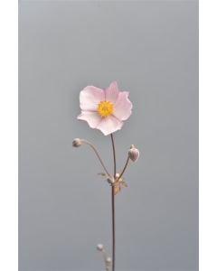 Anemone hyb. 'Hadspen Abundance' P9 / 24 per kist