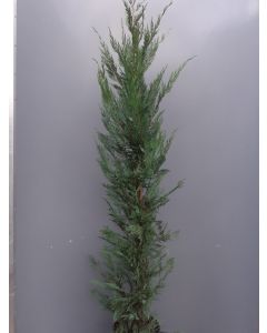 Cupressocyparis leylandii 175-200 cm C15