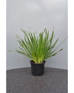 Allium sen. 'Summer Beauty' C2