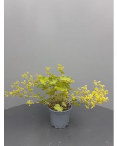 Alchemilla mollis C2